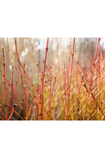 Cornus sanguinea Midwinter Fire опис